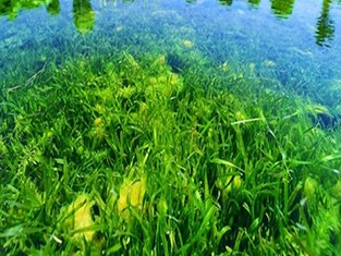 荆门市东宝区漳河流域马河镇农村污染综合整治项目